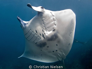 Belly dancer. Beautiful manta ray on Manta Point, Nusa Pe... by Christian Nielsen 